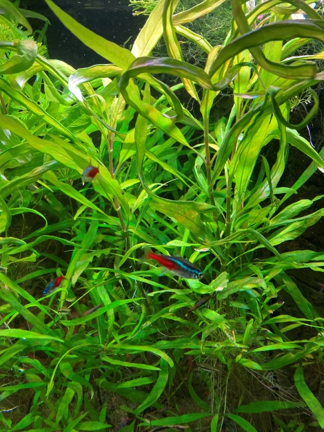 hygrophila corymbosa Thaïlande